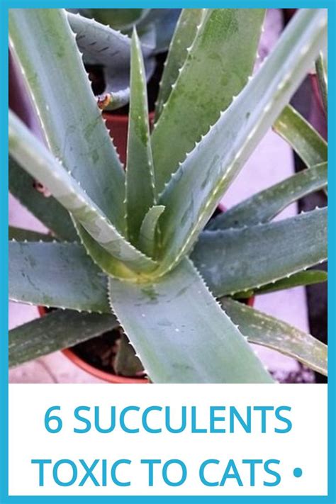 are fake succulents dangerous for cats